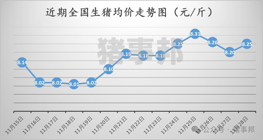 11月28日猪价汇总（反弹不及预期，市场博弈调整！）